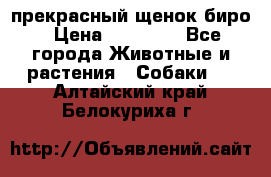 прекрасный щенок биро › Цена ­ 20 000 - Все города Животные и растения » Собаки   . Алтайский край,Белокуриха г.